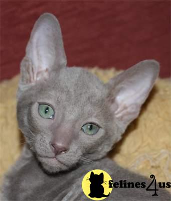 Cornish Rex Kittens for Sale