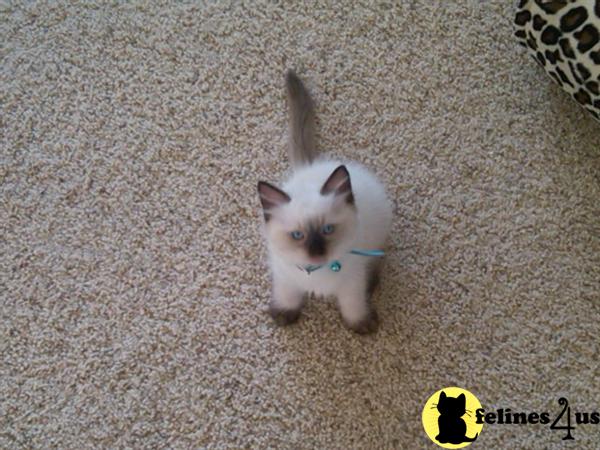 Kittens for Sale in California