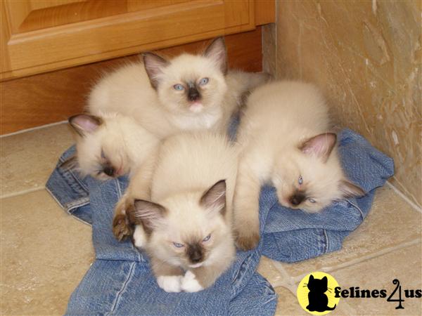 Kittens for Sale in California