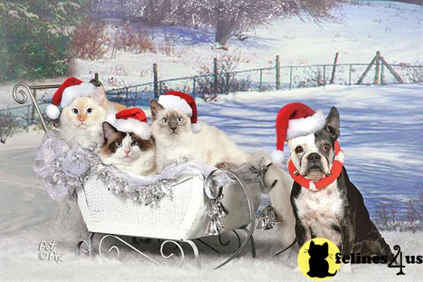 PUREBRED RAGDOLL KITTENS