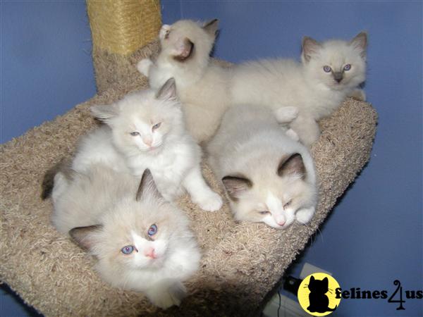 Kittens for Sale in California