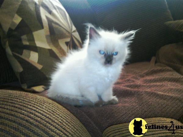 Ragdoll Kittens