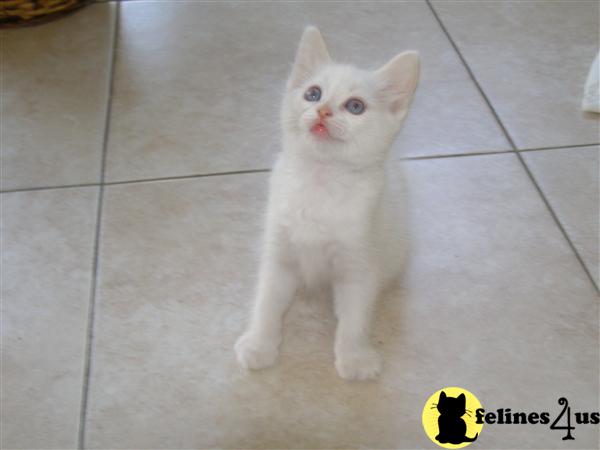 GORGEOUS PUREBRED PAPERED RAGDOLL BABIES 3 YEAR HEALTH GUARANTEE CHAMPION LINES 