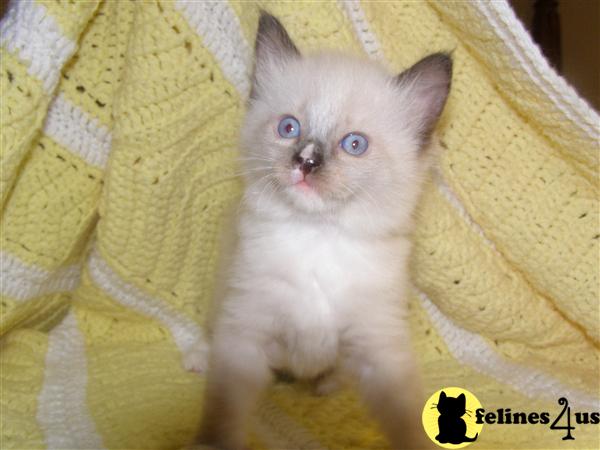 Ragdoll Kittens