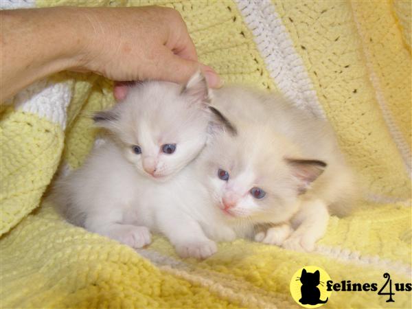 Ragdoll Kittens