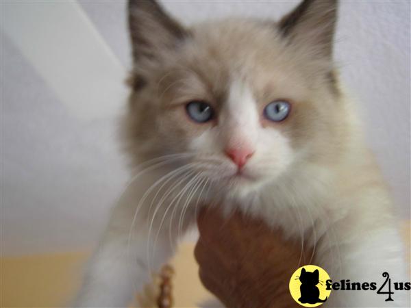 Ragdoll Kittens