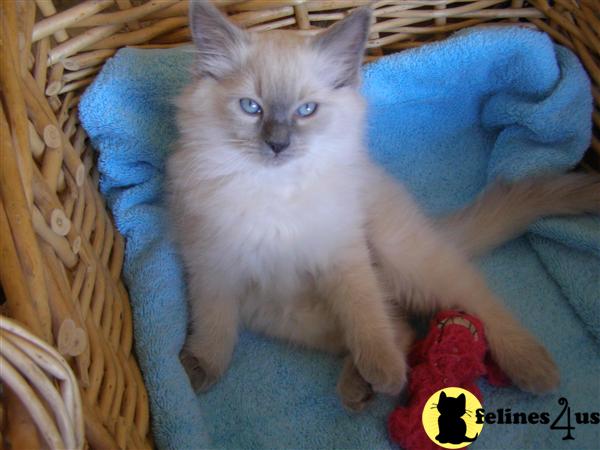 Ragdoll Kittens