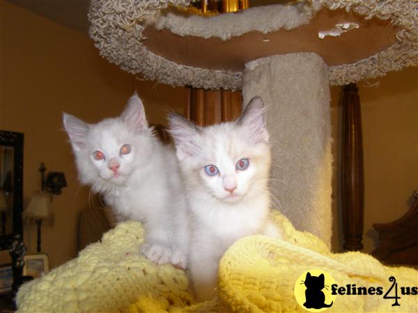 Ragdoll Kittens