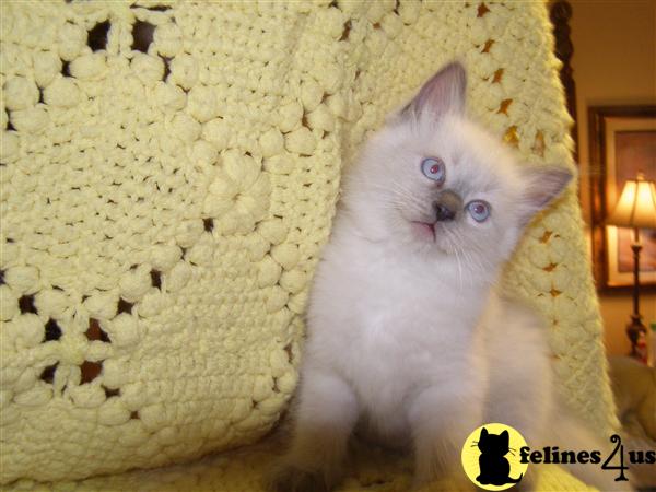 Ragdoll Kittens