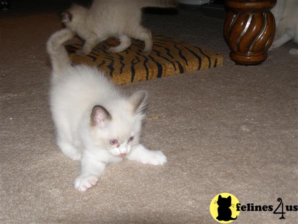 Ragdoll Kittens