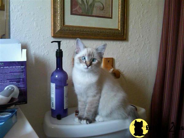 Ragdoll Kittens