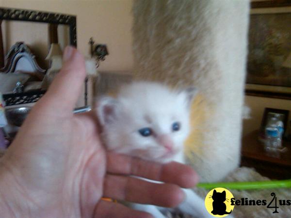 Ragdoll Kittens