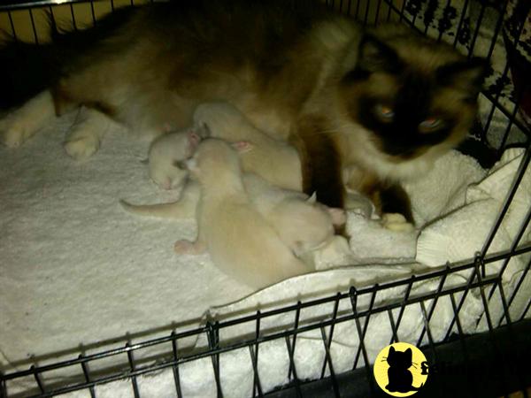 Ragdoll Kittens