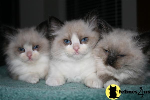 Kittens for Sale in California