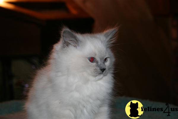 Kittens for Sale in California