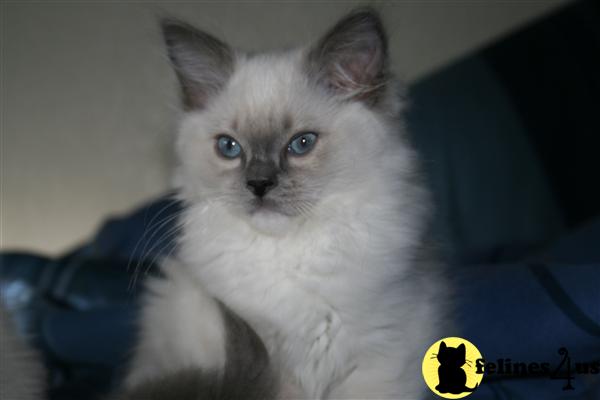 Ragdoll Kittens