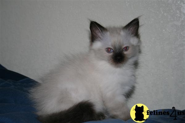 Ragdoll Kittens