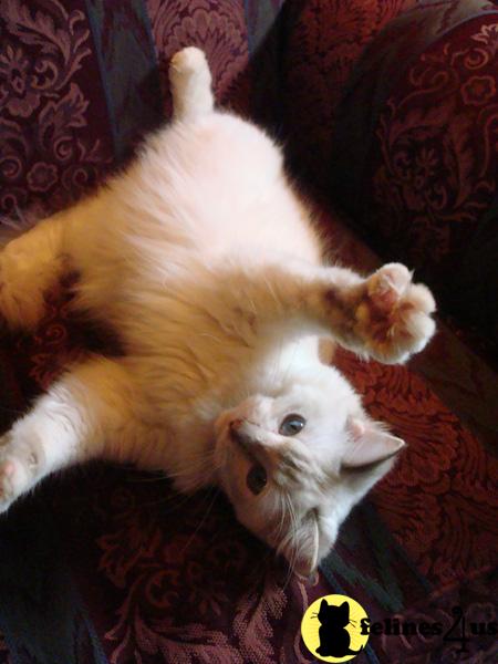Kittens for Sale in California