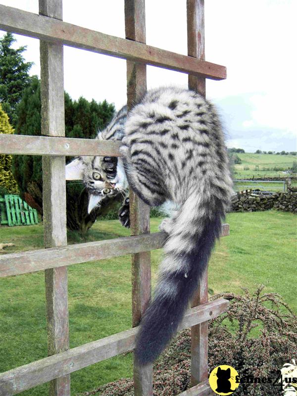 Bengal Kittens