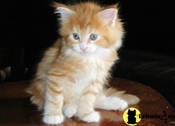 Kittens for Sale