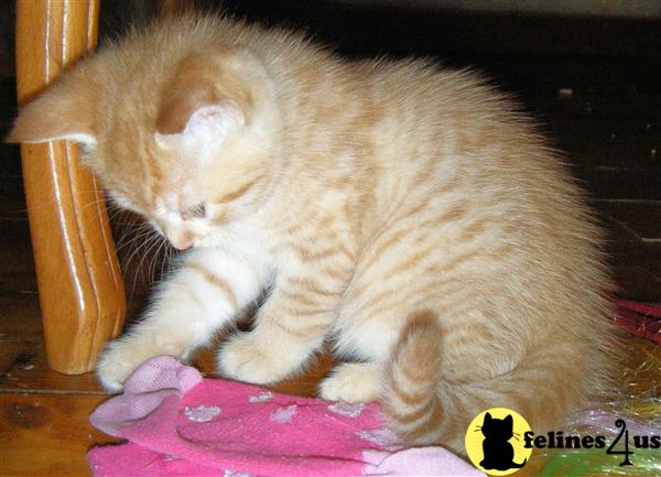 Kittens for Sale