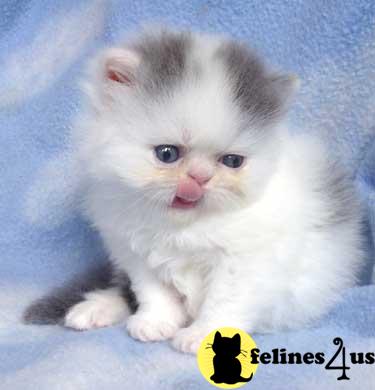 Kittens for Sale in Texas