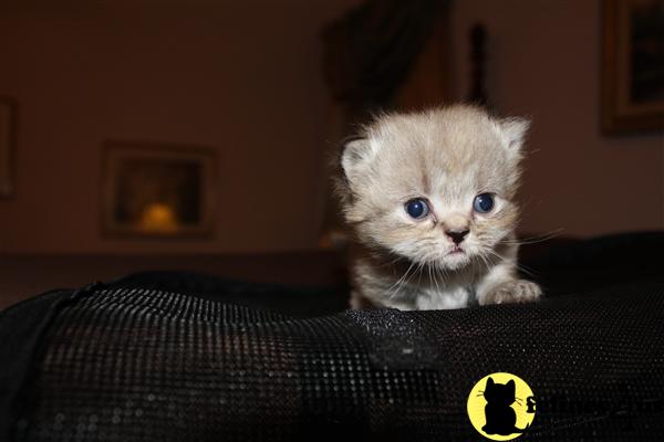 Cats for Sale