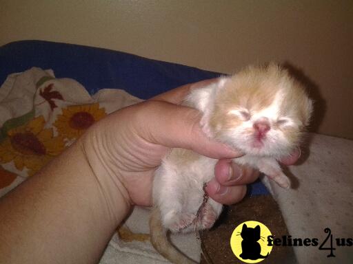 Exotic Shorthair Kittens