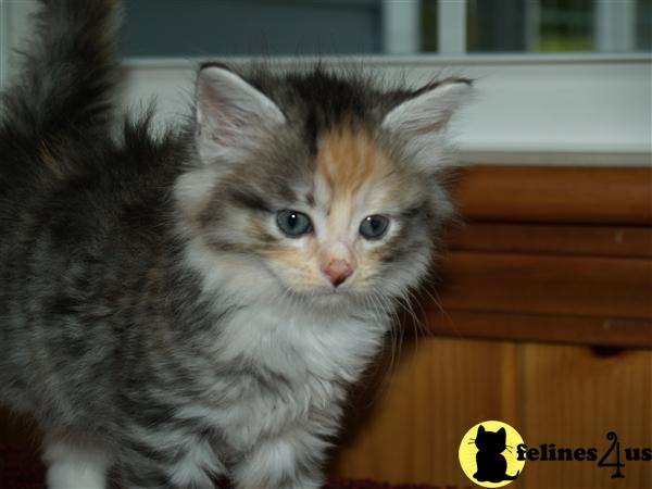 Maine Coon Kittens