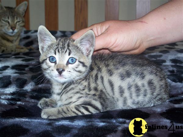 Kittens for Sale in California