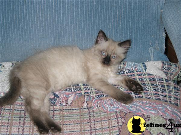 Siamese Kittens
