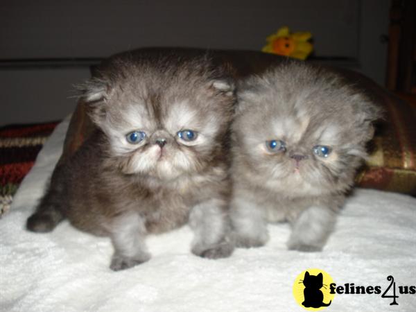 Persian Kittens