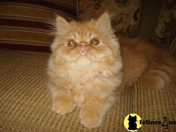 Persian Kittens