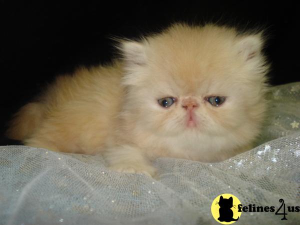 CFA Cameo Persian kitten