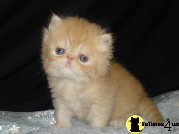 Persian Kittens