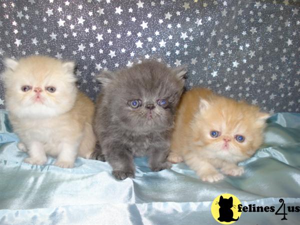 Persian Kittens