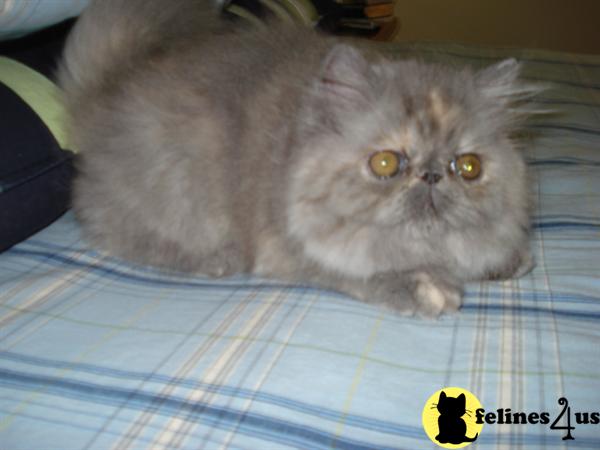 Persian Kittens