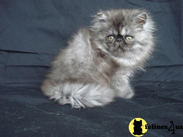 Persian Kittens
