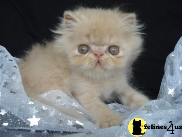 Persian Kittens