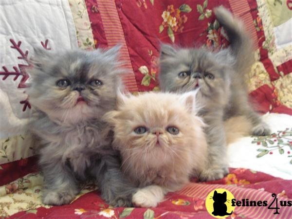 Persian Kittens