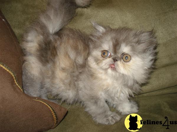 Persian Kittens
