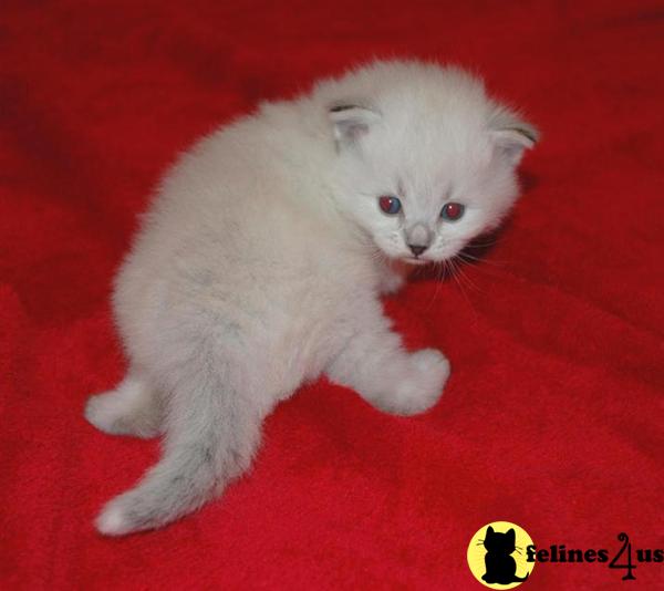 Siberian Kittens