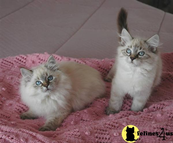 Siberian Kittens