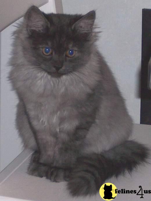 Cats for Sale