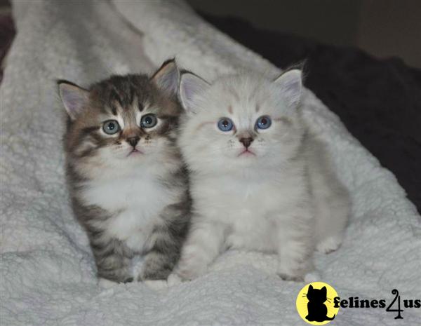 Kittens for Sale in Ohio