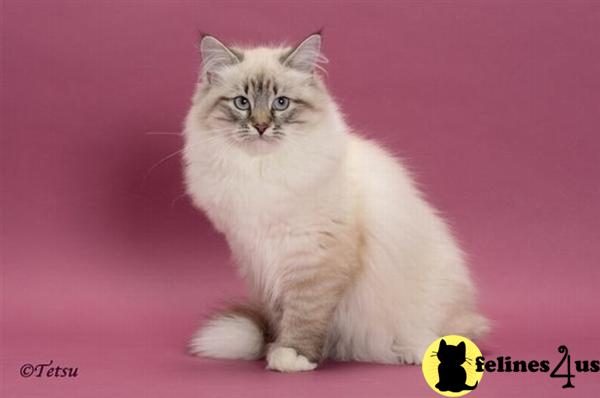 Seal Silver Lynx Point and White Siberian 