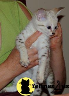 Cute Savannah Kittens ready for sale.