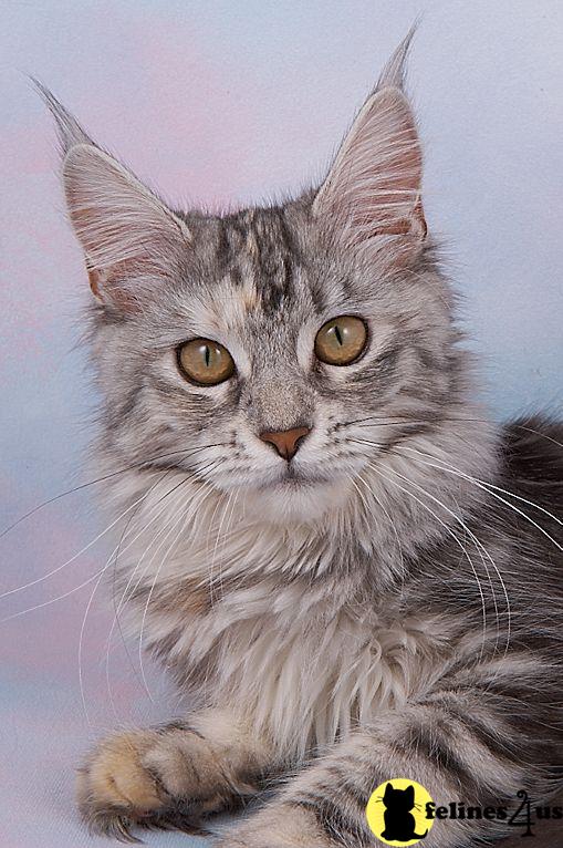 Maine Coon Kittens