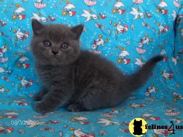 Gorges kittens for sale
