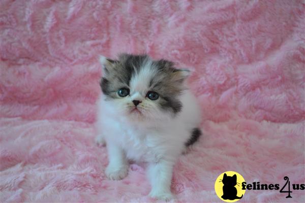 Kittens for Sale